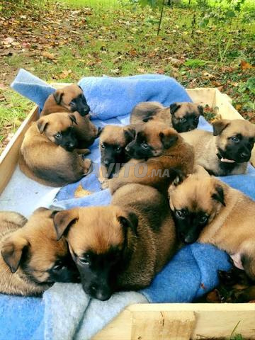 مالينو شاربوني بيبي