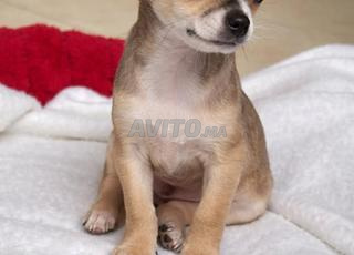 chiot chihuahua toy