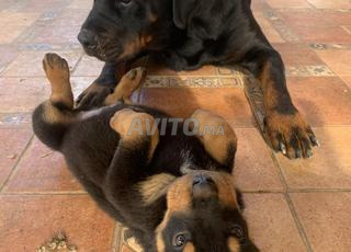 Chien Rottweiler à vendre 50 jours