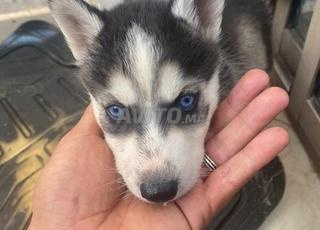Chien husky