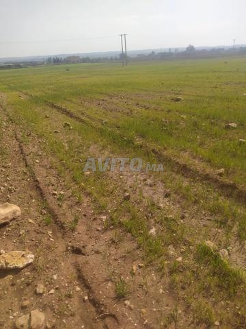 Terrain enregistré sur la route de L'Arbaa Ouled à un prix raisonnable