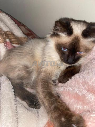 Chat Siamois🐾💙