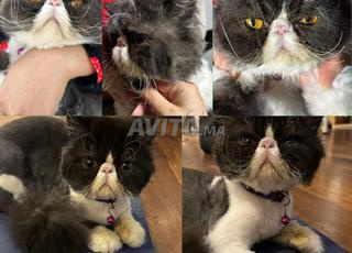 ذكر فارسي يبلغ من العمر 8 أشهر