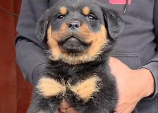 روت وايلر ذو نسب