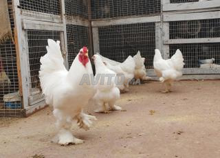 بيض البراهمة مخصب