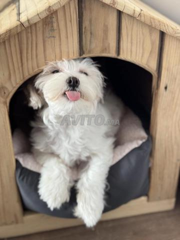 كلبة بيشون مالطي أصيلة