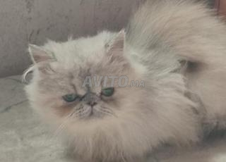 أنثى فارسية شينشيلا 3 أشهر