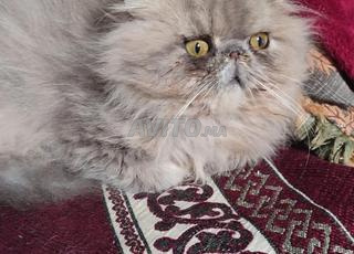 ذكر فارسي أصيل 5 أشهر