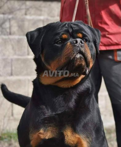 Super mâle rottweiler race pure