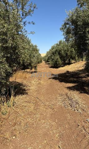 زيت زيتون بكر ممتاز - 2