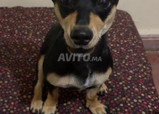 كلبة أنثى من نوعية لبينشر للبيع