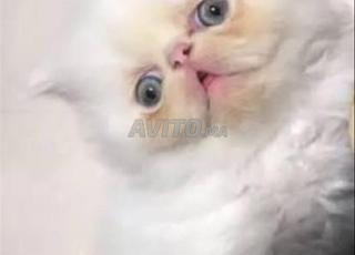 قط فارسي هيمالايا