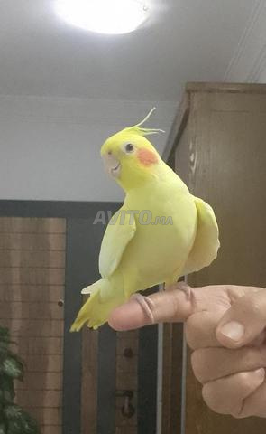 زوج من الكالوبسيت