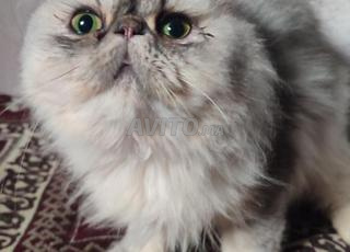 أنثى فارسية شينشيلا 8 أشهر