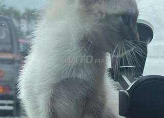 قطة سيامي ميكس للتبرع