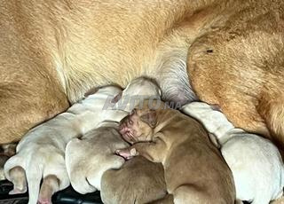 Chiots Labrador – Race pure – Vente urgente