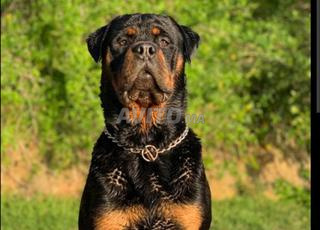 Chien Mâle Rottweiler Pure Race