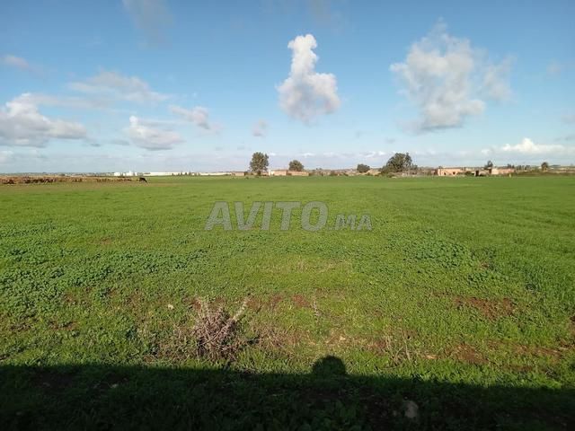 دوار أولاد بومهدي جماعة أولاد رحمون إقليم الجديدة