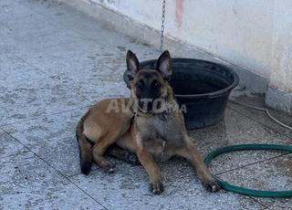 Chien malinois