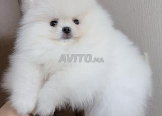 كلب صغير من نوع سبيتز