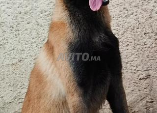 ذكر مالينو 7 أشهر