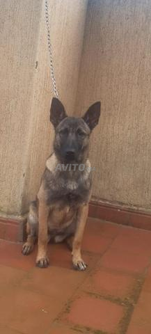 أنثى كلب مالينو