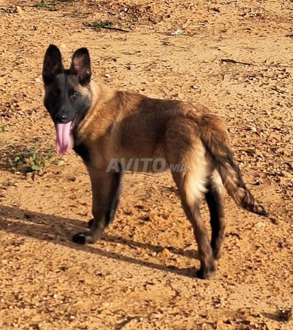 كلب الراعي البلجيكي مالينو