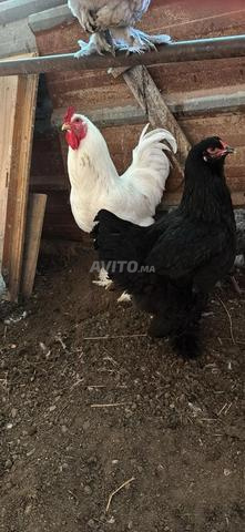 Vente de poulets en gros Brahma et mélangés