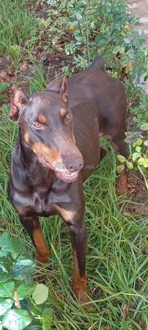 دوبرمان ذو نسب