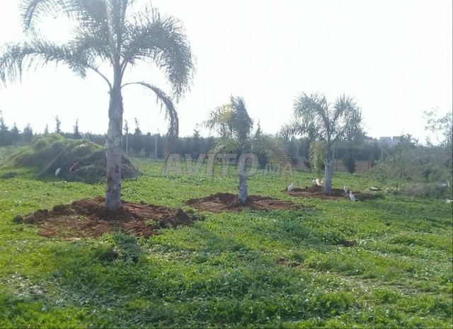 للبيع ، أرض فلاحية ، على بعد 2500 متر في الصخيرات