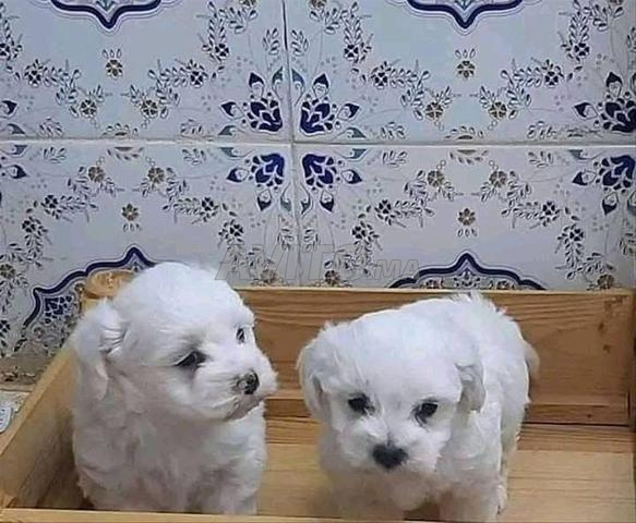 بيشون مالطي