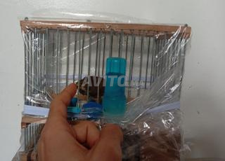 Oiseau Camatcho ou Pomme