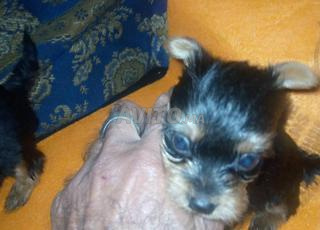 يوكشر توي 45 يوم