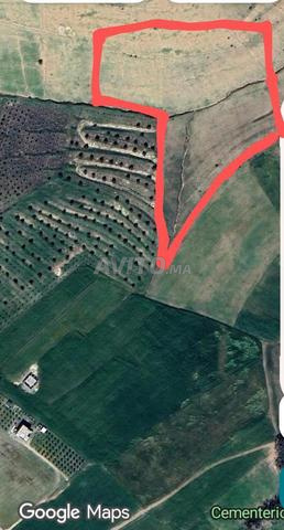 أرض فلاحية لأشجار الزيتون