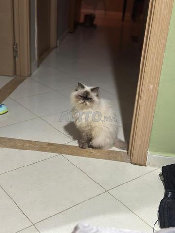 قطة فارسية هملايا حامل ومطعمة