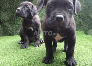 Cane corso