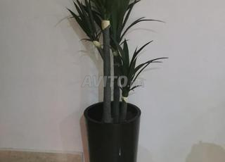 وعاء نباتات زينة مع Dracaena