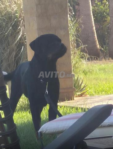 أنثى روتويلر ذات نسب