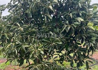 Terrain 2060 m2a à vendre Rabat Souissi