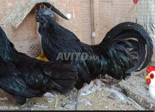 Ayam Cemani, Brahma Cuty, Brahma et oeufs fécondés