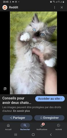 قطة صغيرة راغدول عمرها شهر واحد و 15 يومًا