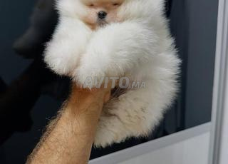 ذكر سبيتز بوميرانيان