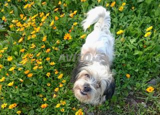 الدار البيضاء