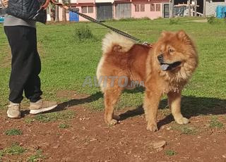 Chien chow chow