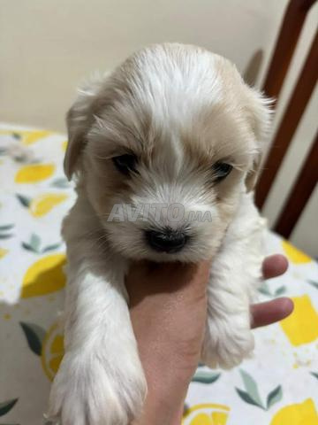 جراء هافانيز - 2