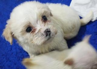 caniche maltais petite bonne santé