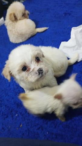 caniche maltais petite bonne santé