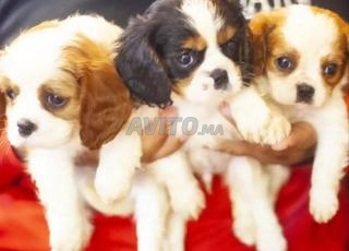 جرو كافالييه كينغ شارل