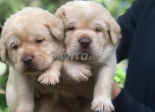 لابرادور جرو