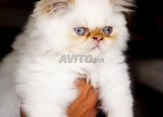 قط فارسي